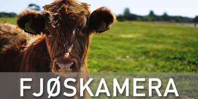 Fjøskamera